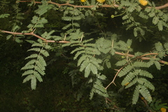 Acacia farnesiana